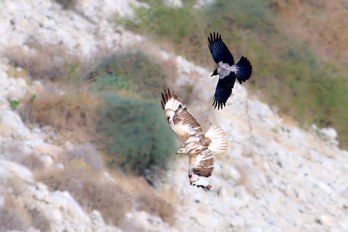 Long-legged Buzzard - ML618554052