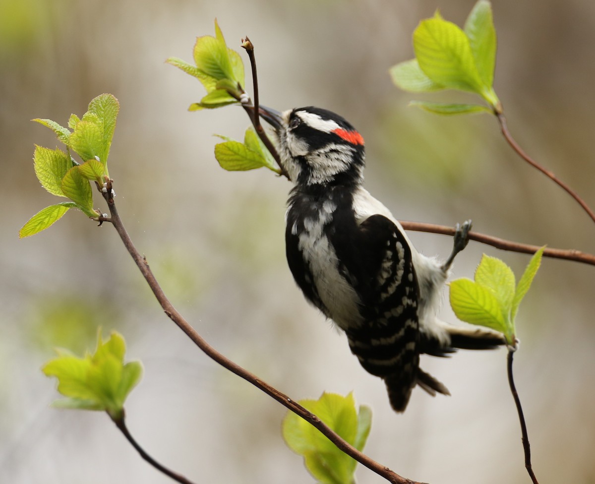 Downy Woodpecker - ML618554053