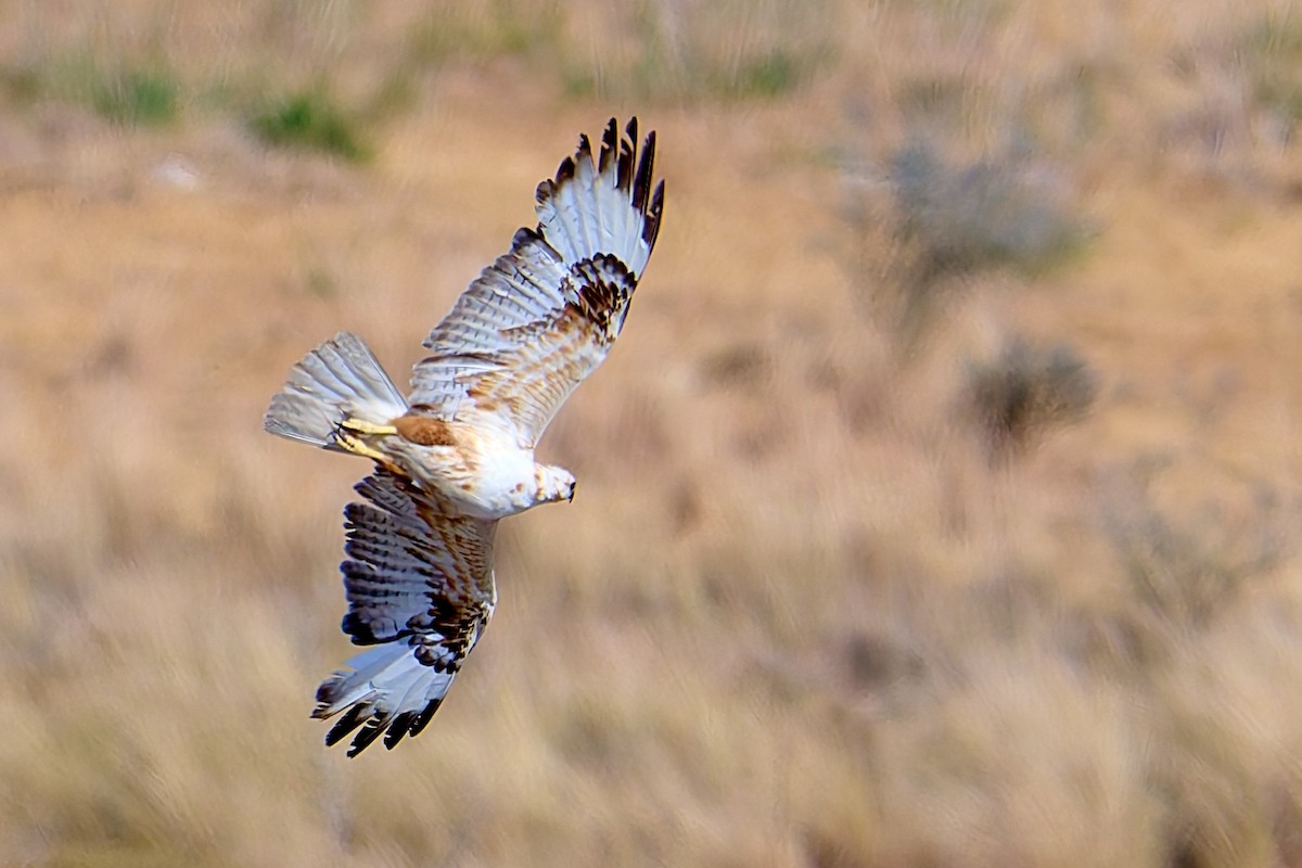 Long-legged Buzzard - Tomáš Grim