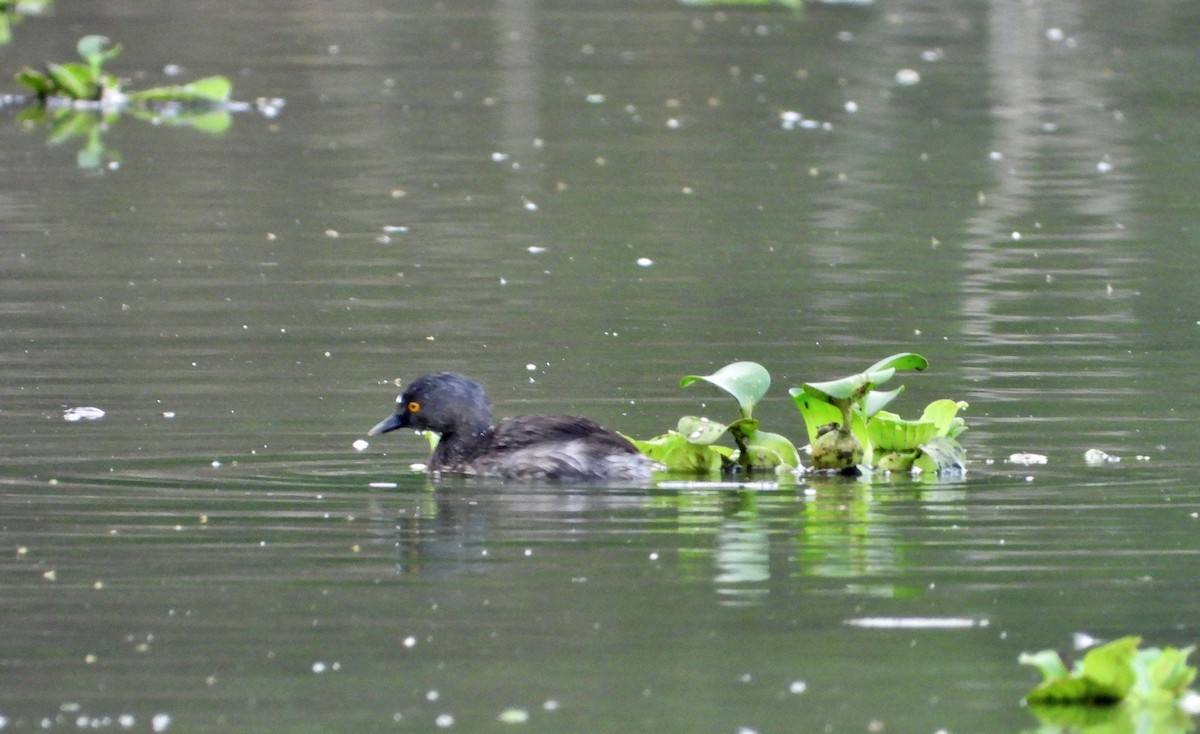 Least Grebe - ML618554055