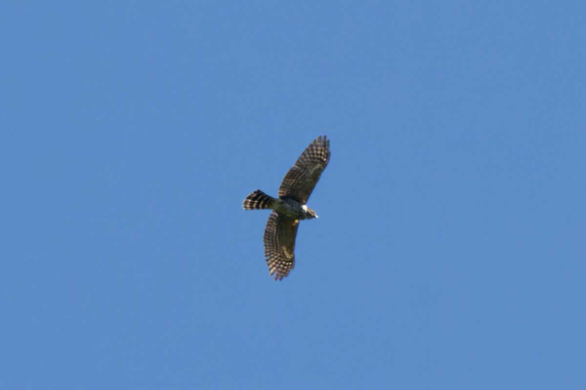 Rufous-thighed Kite - Gabriel Pereira