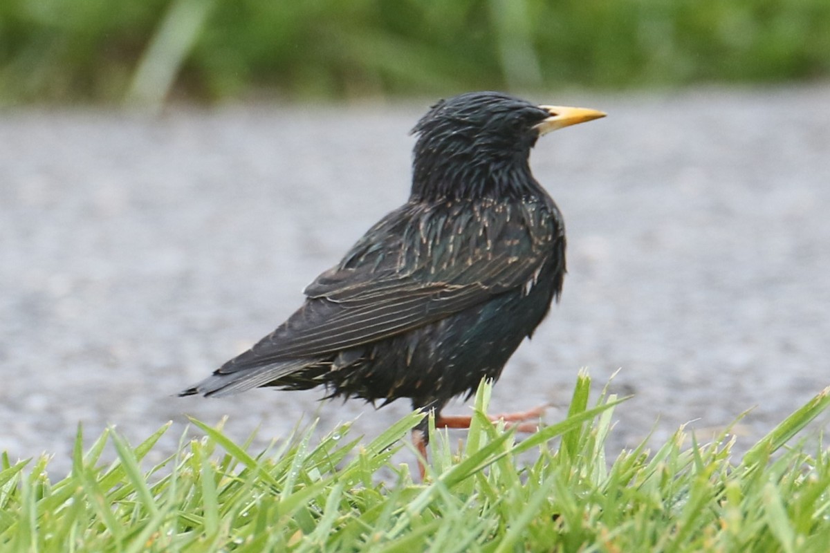 European Starling - michael vedder