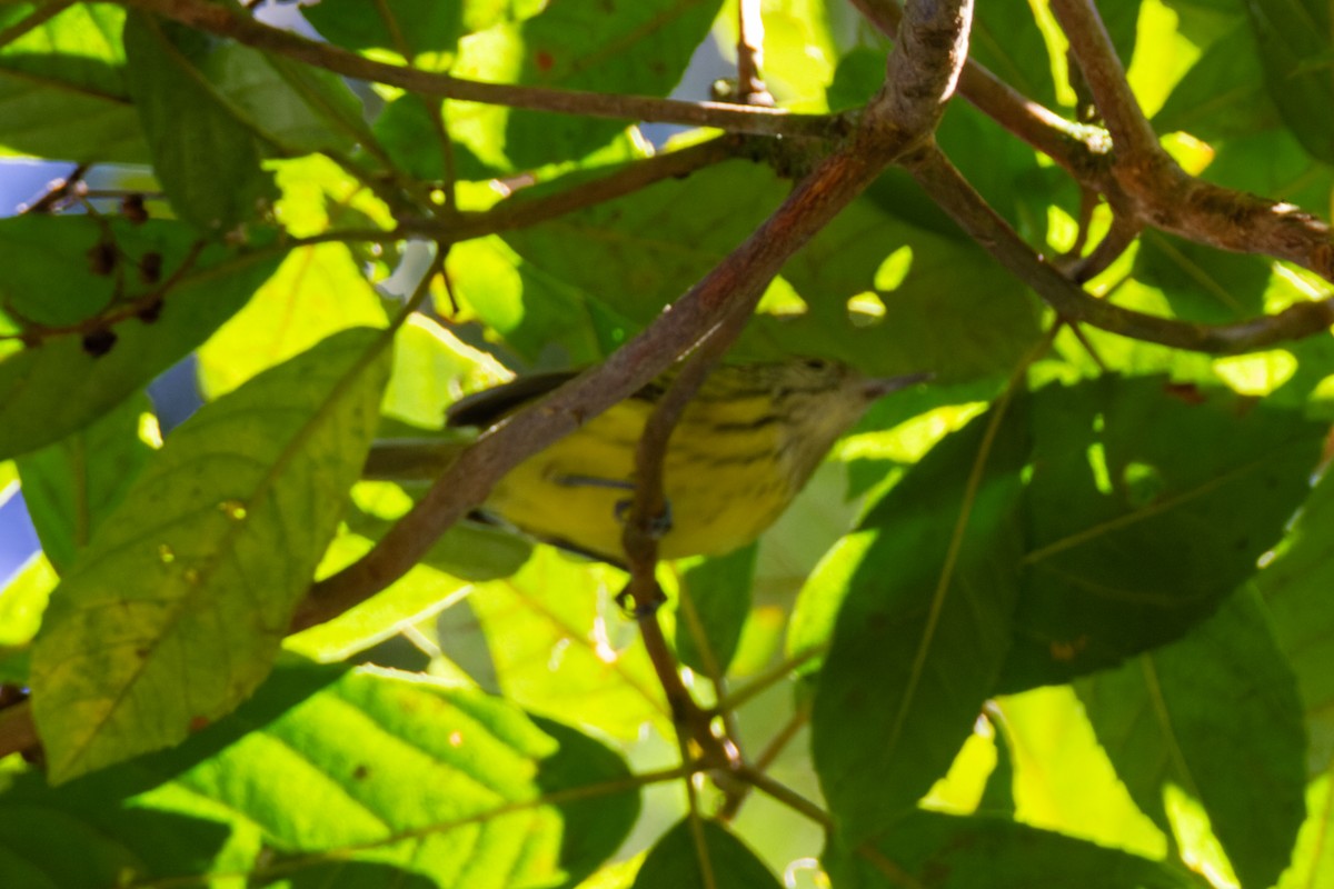 Streak-capped Antwren - Gabriel Pereira