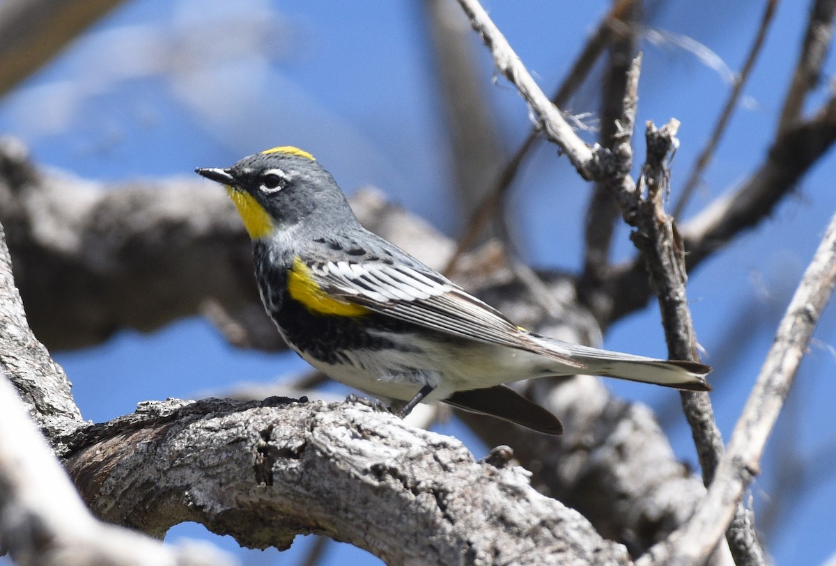 Yellow-rumped Warbler (Myrtle x Audubon's) - Steven Mlodinow