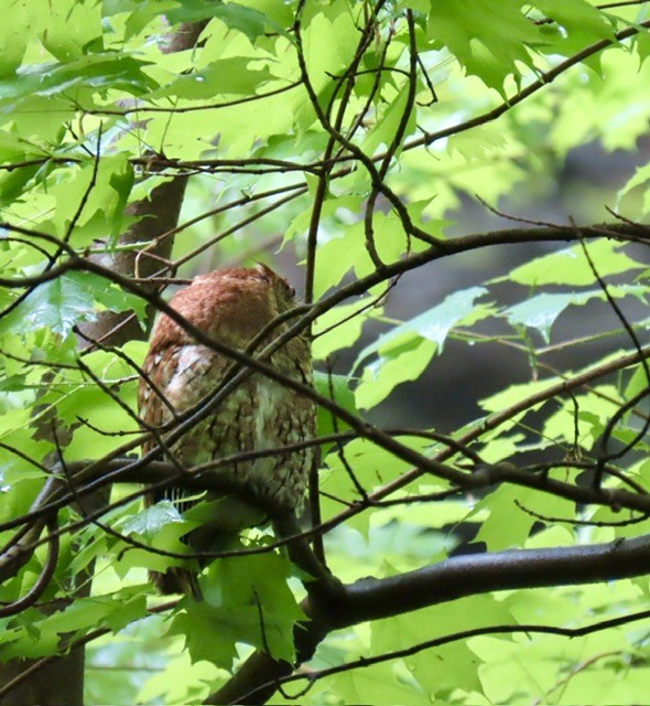 Eastern Screech-Owl - ML618554106