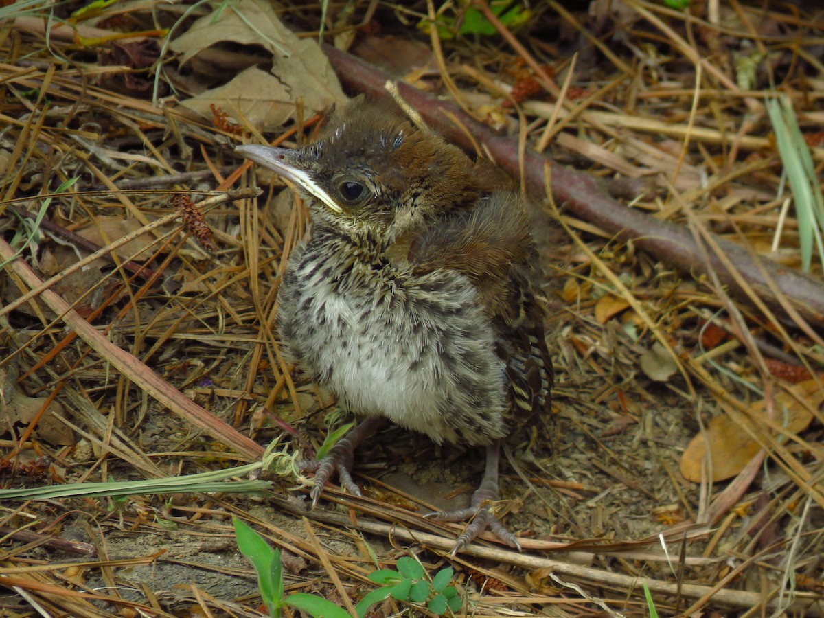 Brown Thrasher - ML618554114