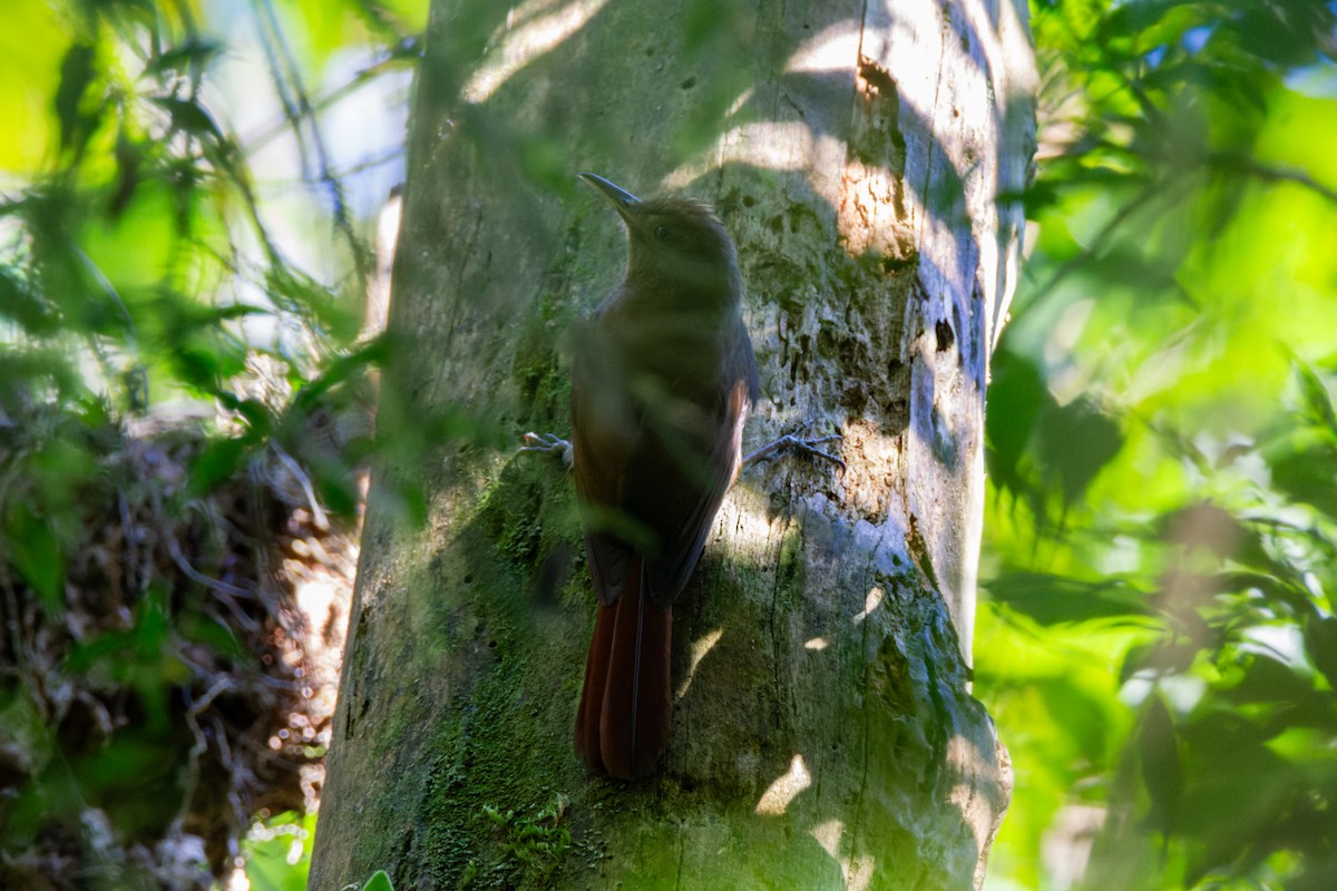 Plain-winged Woodcreeper (Plain-winged) - Gabriel Pereira