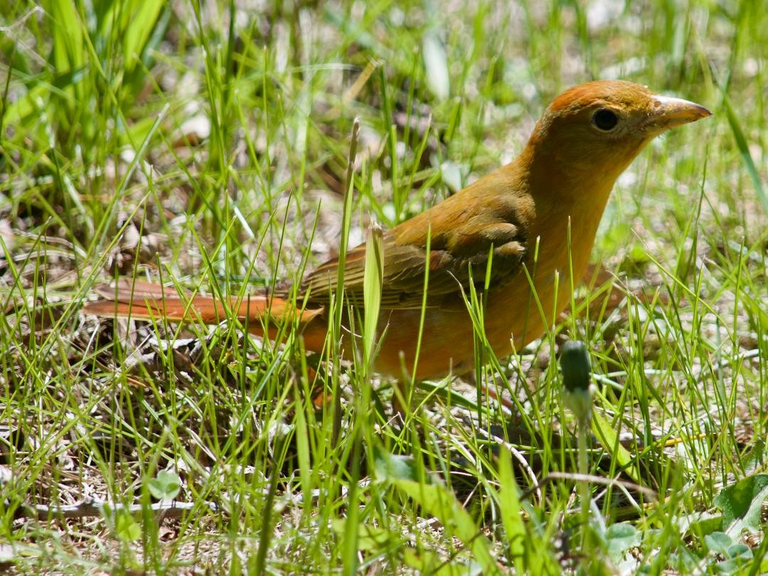 Sommerkardinal - ML618554178