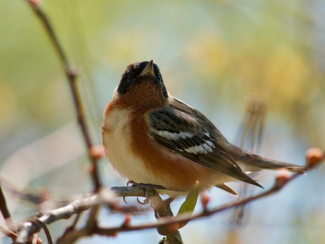 Braunkehl-Waldsänger - ML618554210