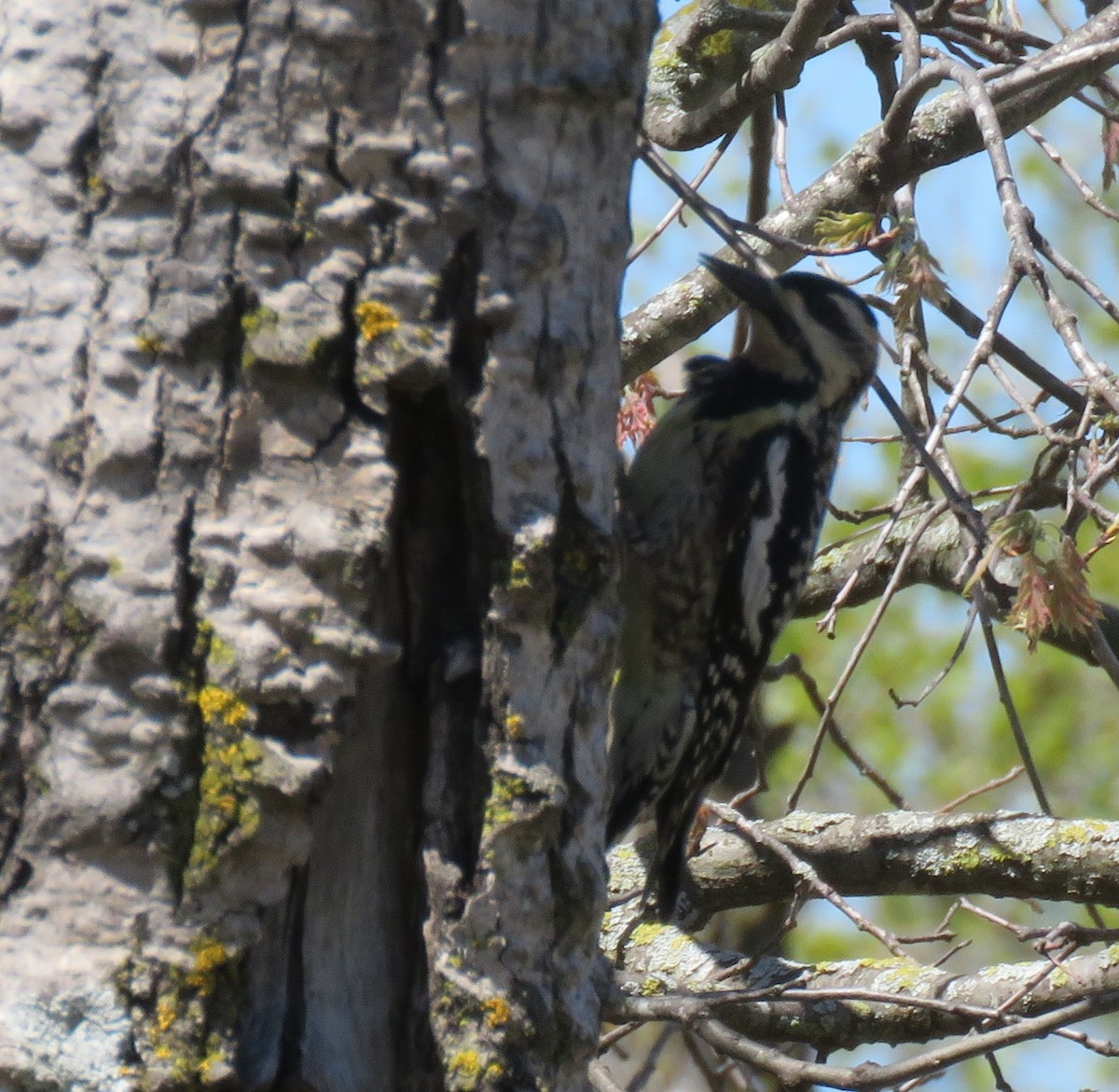 Yellow-bellied Sapsucker - ML618554235