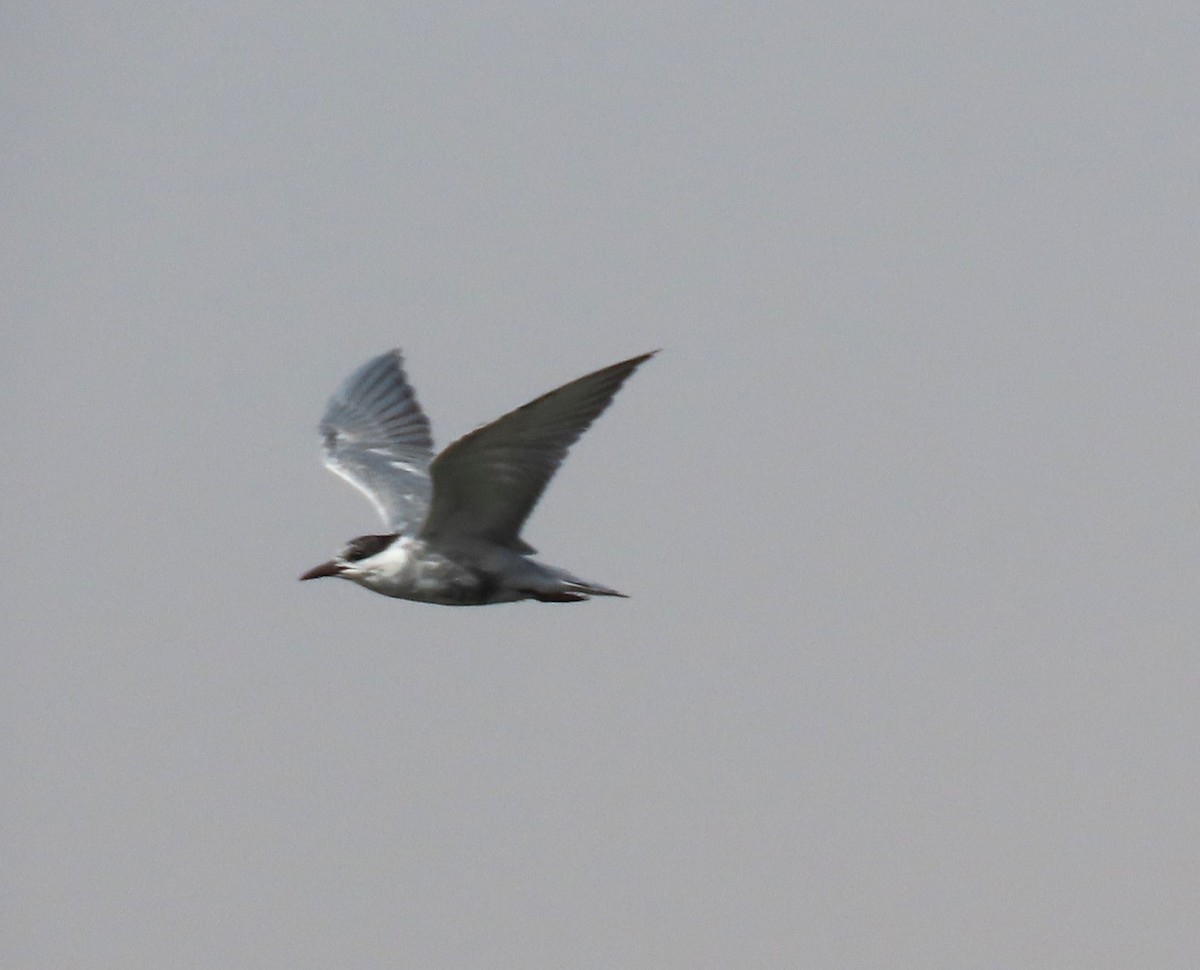 Whiskered Tern - ML618554238