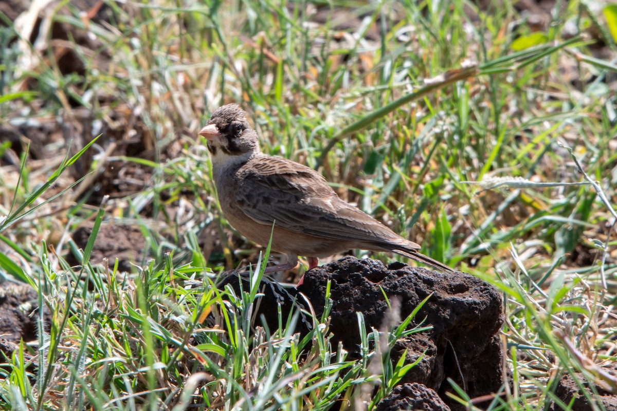 Masked Lark - ML618554246