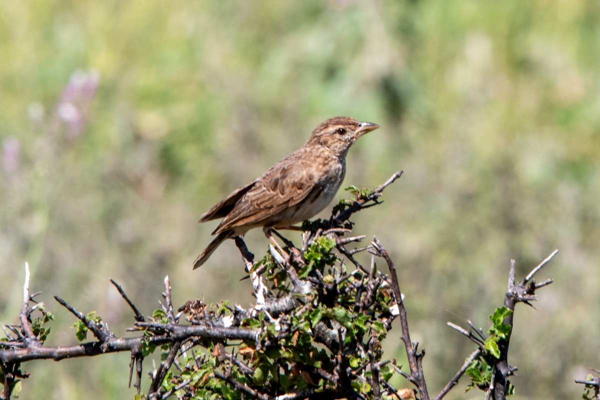 Williams's Lark - ML618554254