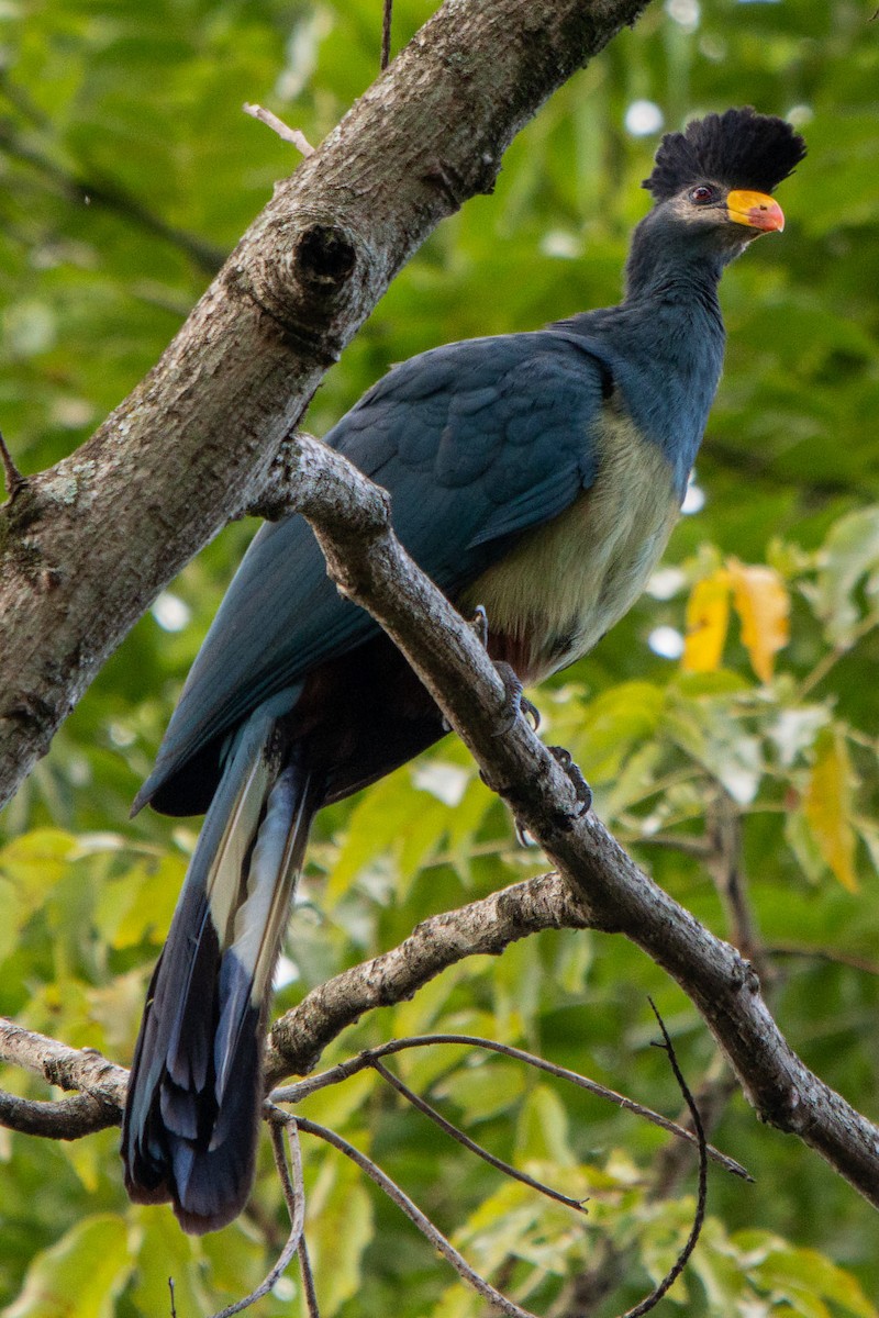 Great Blue Turaco - ML618554269