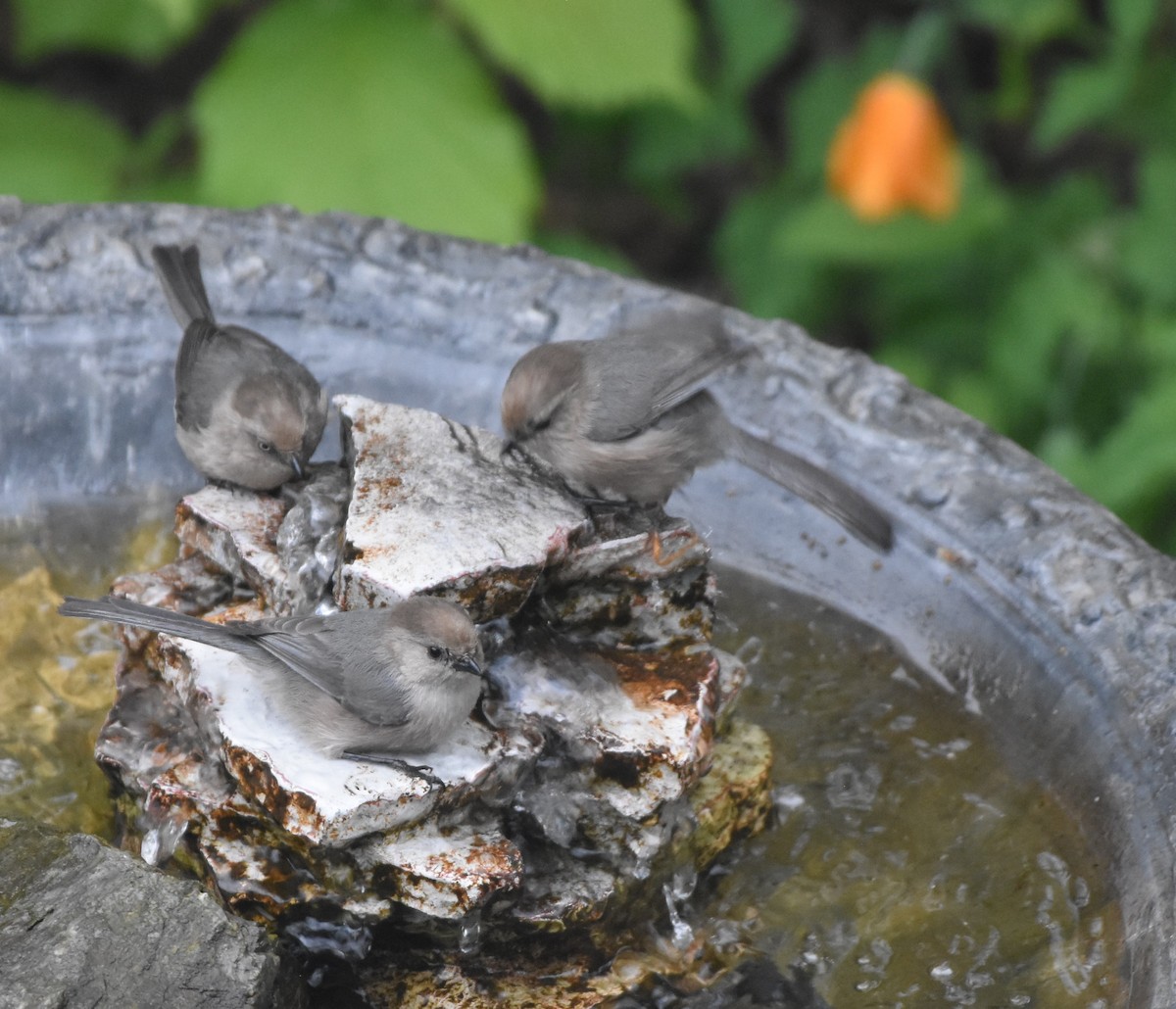 mlynařík americký - ML618554317