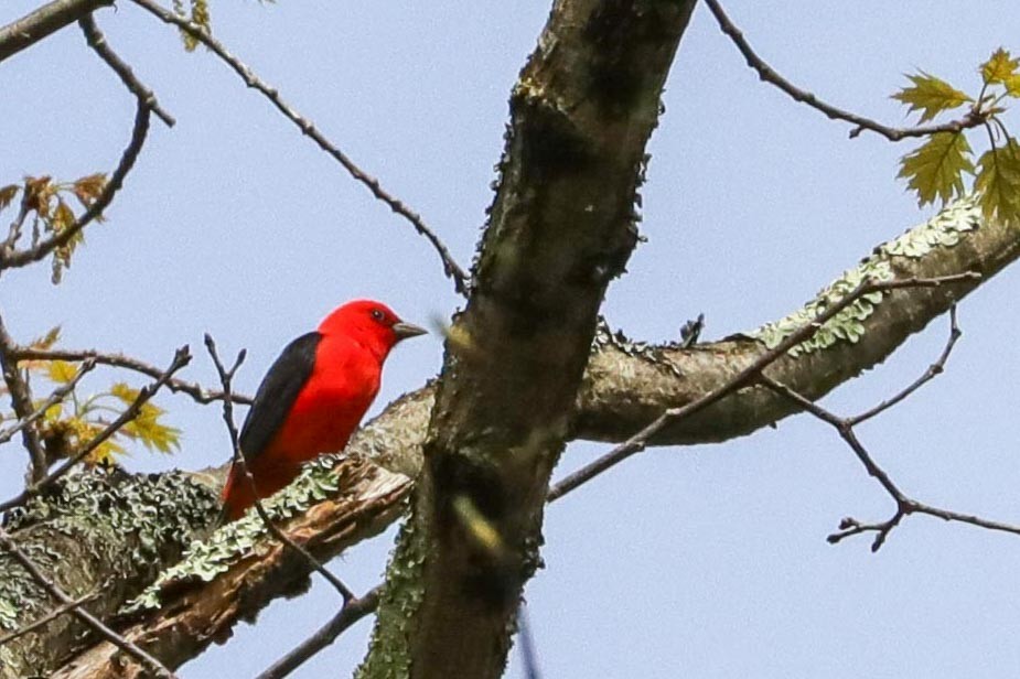 Scarlet Tanager - ML618554324