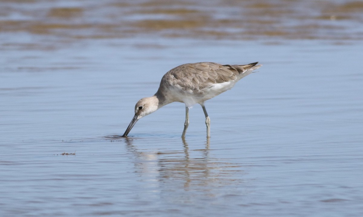 Willet - ML618554330