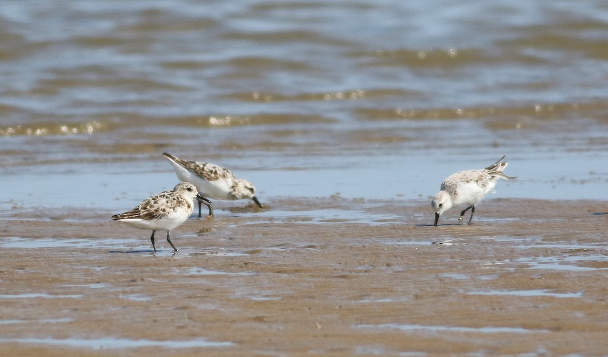 Sanderling - ML618554339