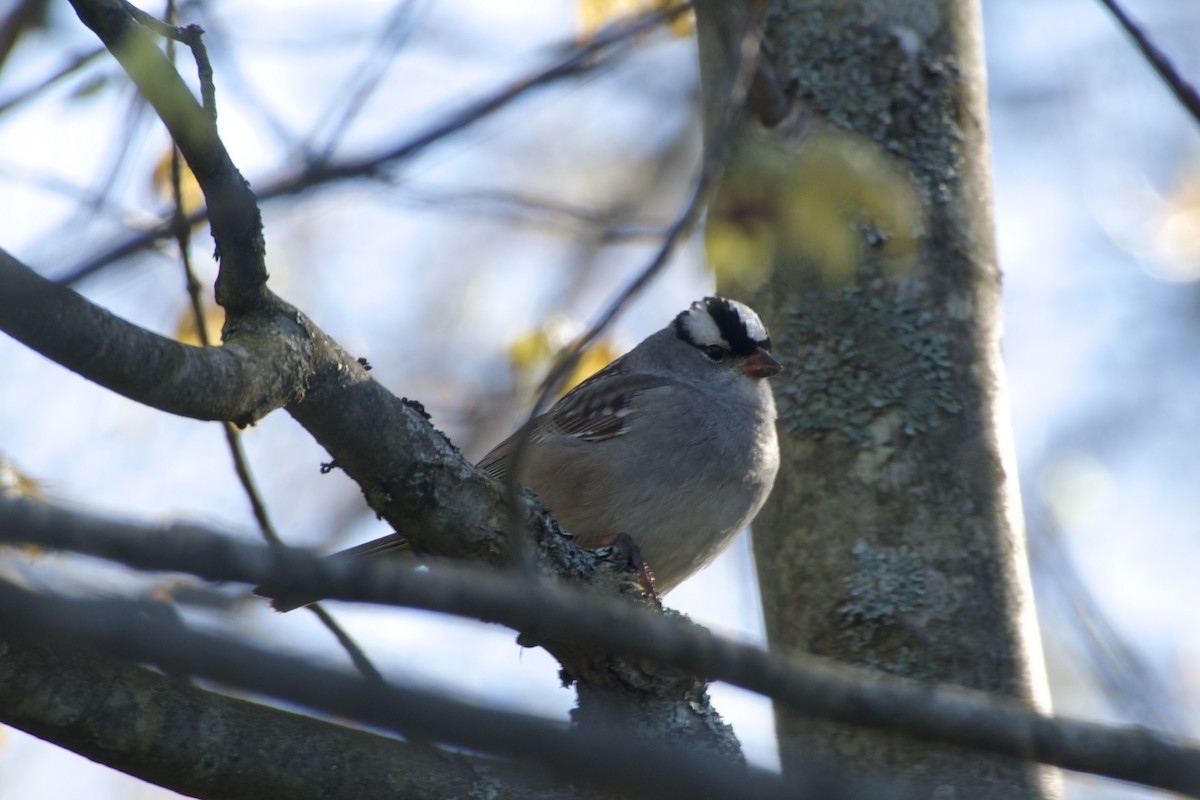 White-crowned Sparrow - ML618554395