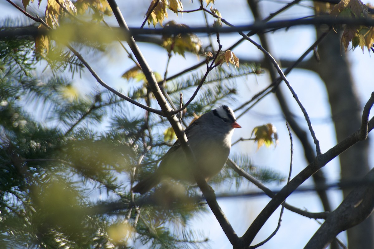 White-crowned Sparrow - ML618554396