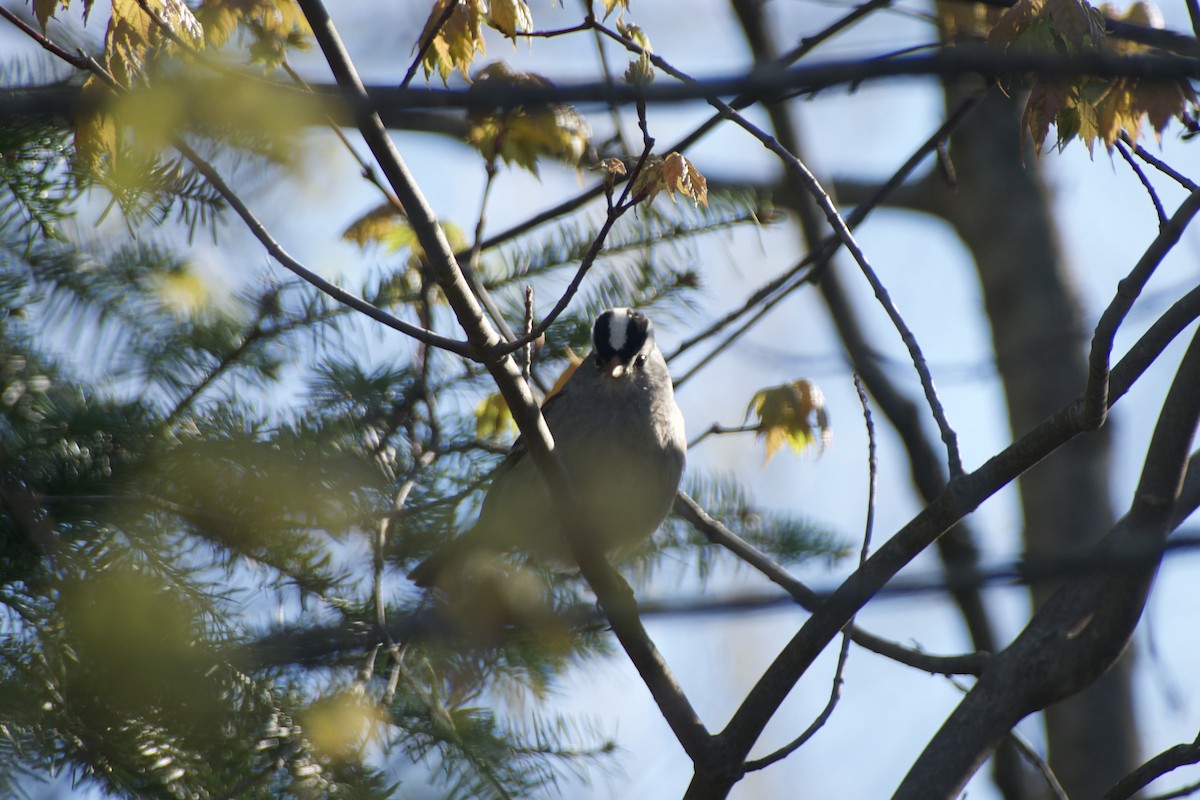 White-crowned Sparrow - ML618554397