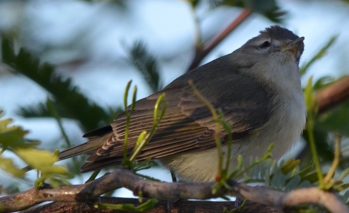 Warbling Vireo - Jake Wendt