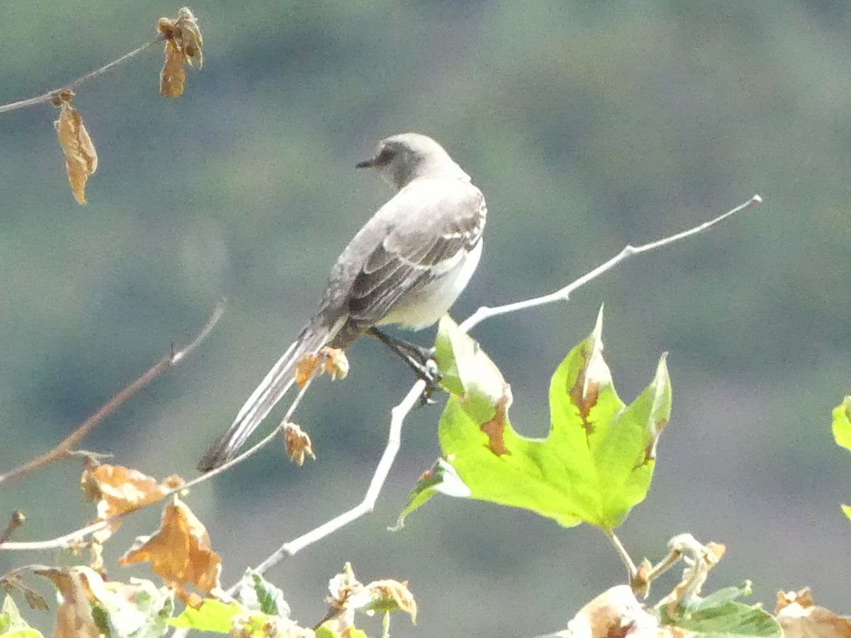 Northern Mockingbird - Jeanine Merrill