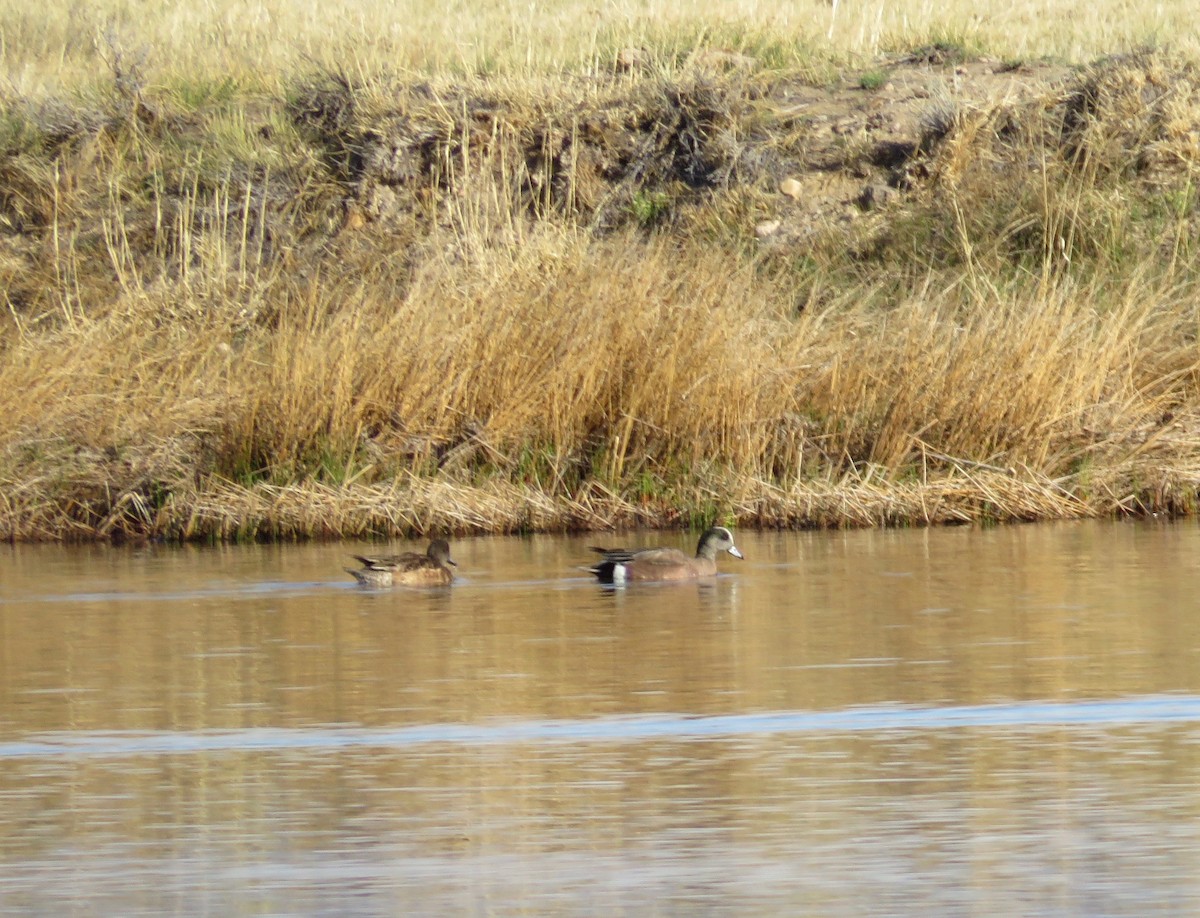 American Wigeon - Al Zerbe