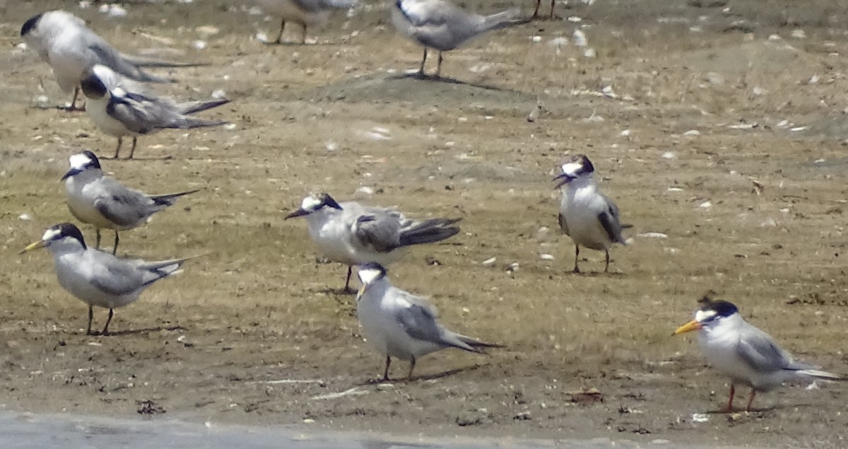 Little Tern - ML618554461