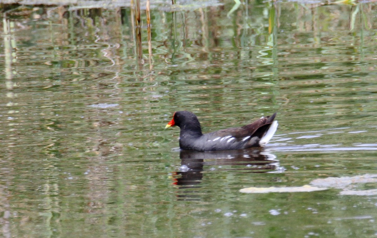 Eurasian Moorhen - yuda siliki