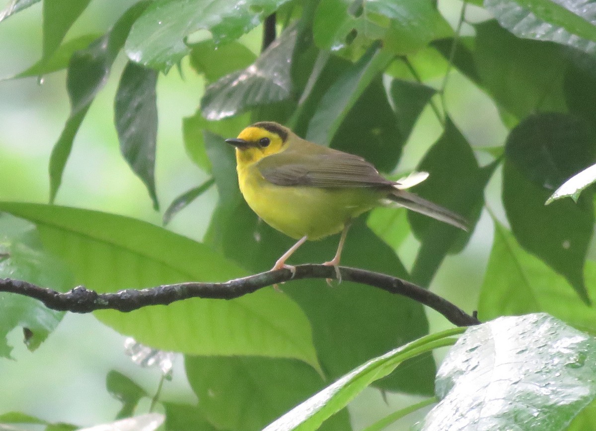 Hooded Warbler - Todd Ballinger