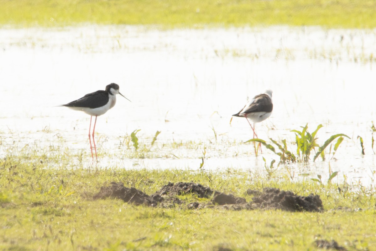 Black-winged Stilt - ML618554515