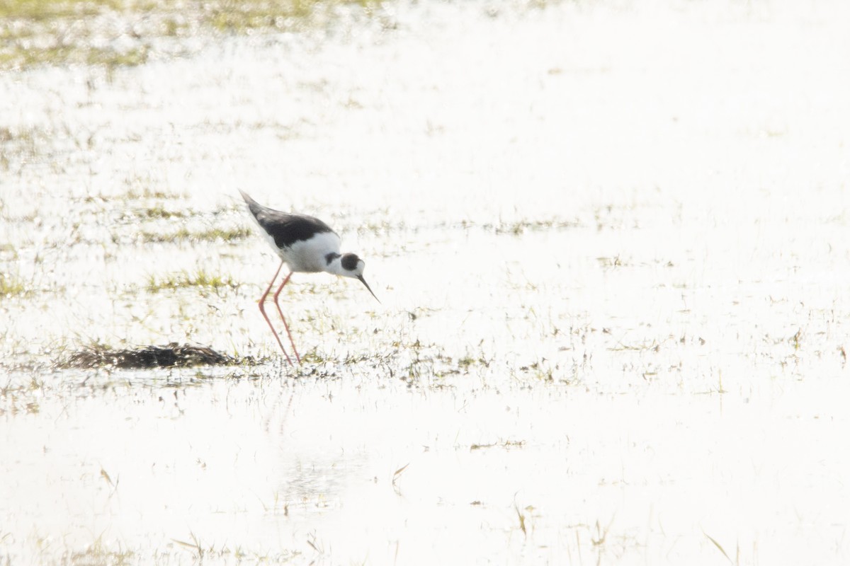 Black-winged Stilt - ML618554518