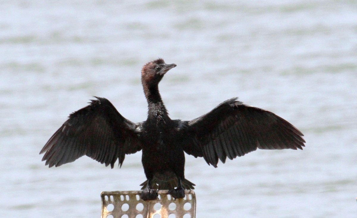 Pygmy Cormorant - yuda siliki