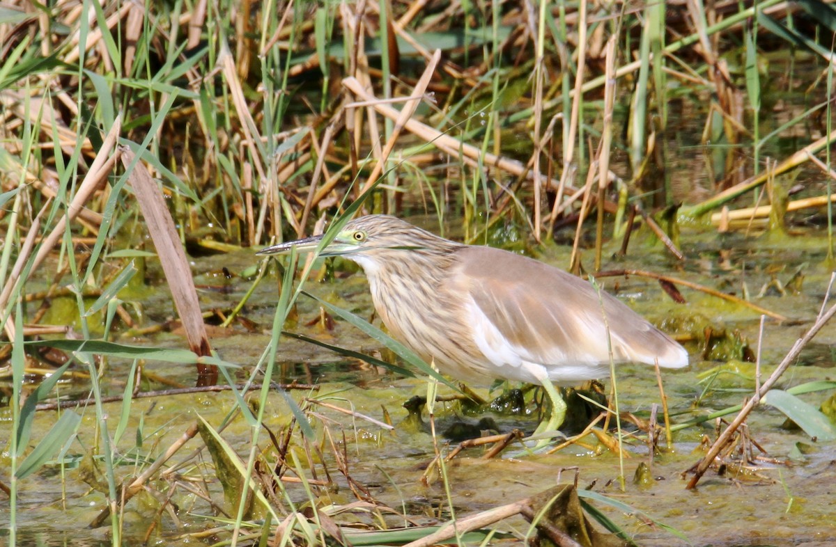 Squacco Heron - yuda siliki