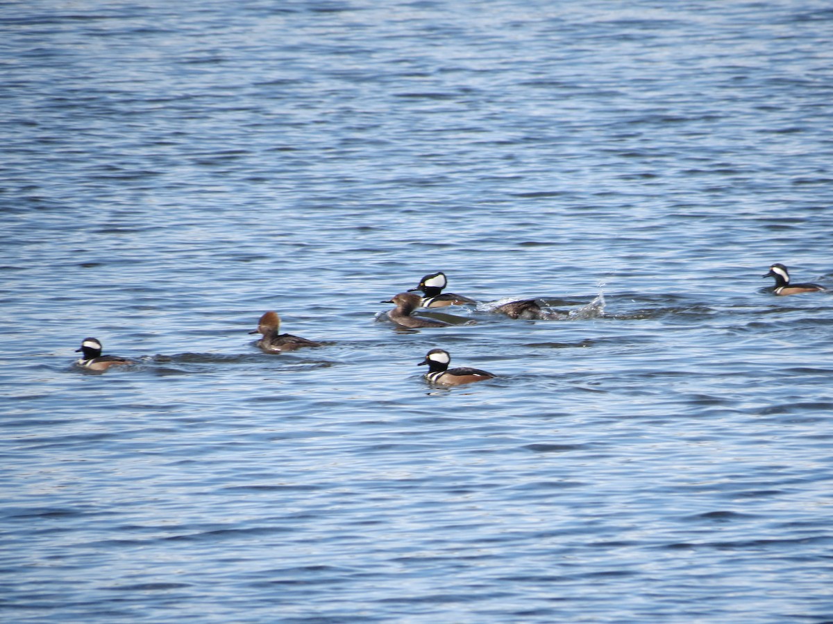 Hooded Merganser - ML618554586