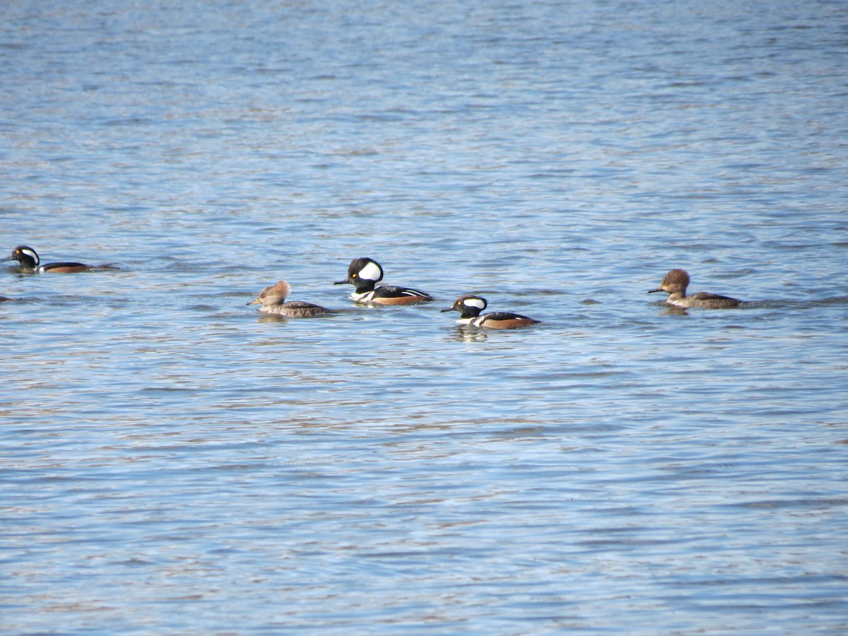 Hooded Merganser - ML618554592