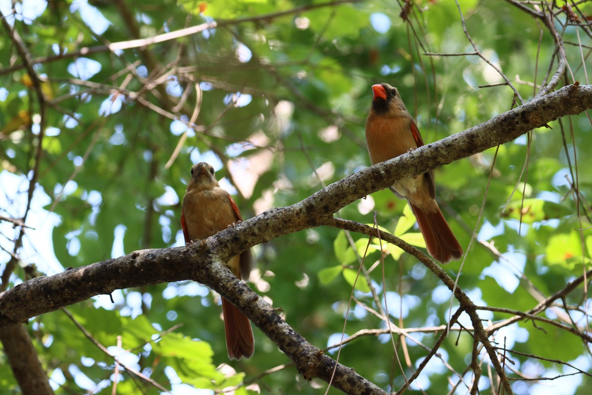 Cardinal rouge - ML618554593