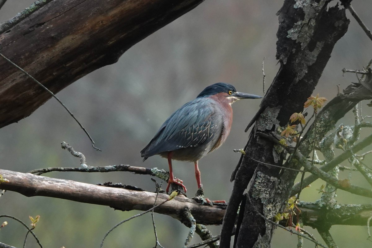 Green Heron - Karen Clifford