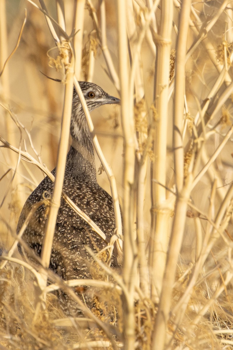 Elegant Crested-Tinamou - ML618554633