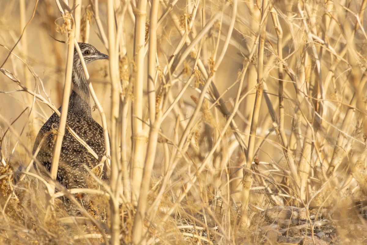 Elegant Crested-Tinamou - Pablo Andrés Cáceres Contreras