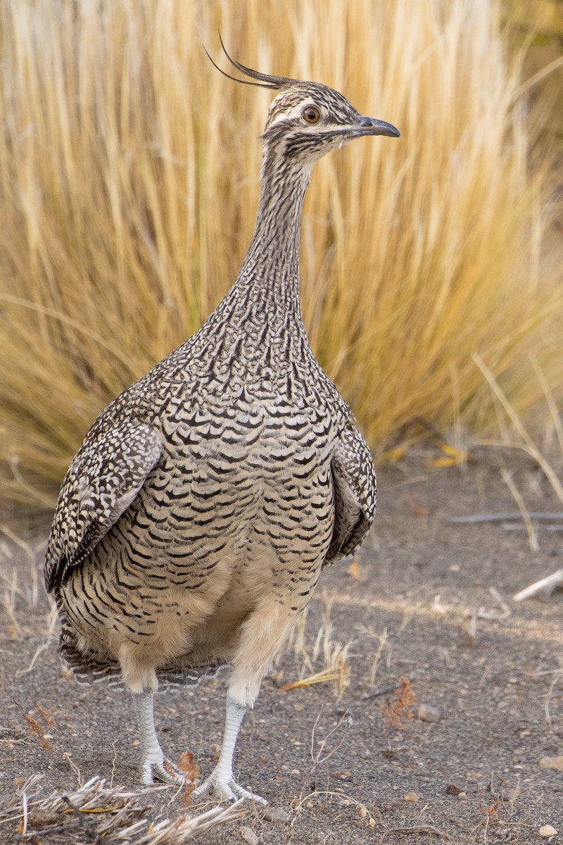 Elegant Crested-Tinamou - ML618554635