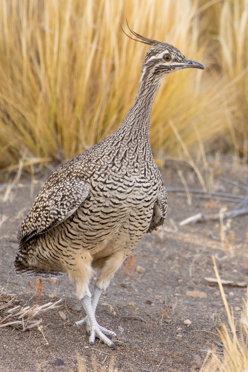 Elegant Crested-Tinamou - ML618554637