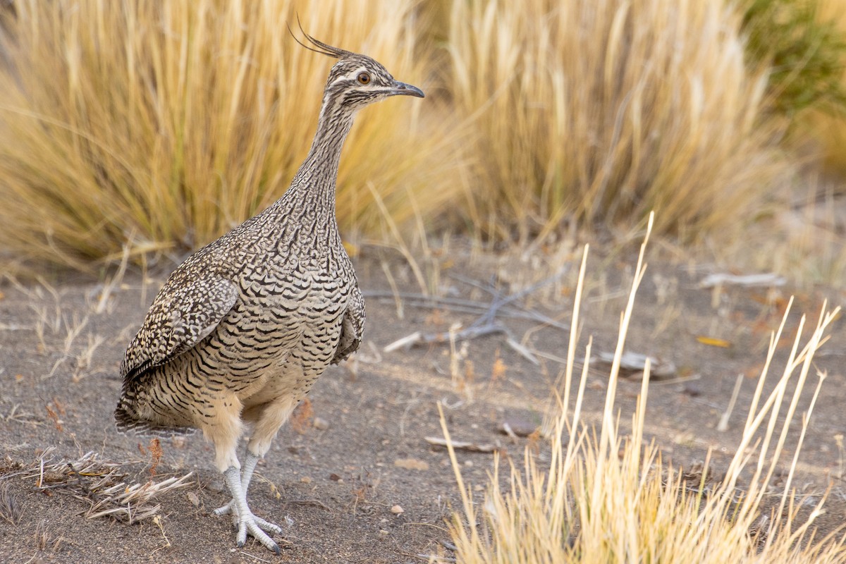 Elegant Crested-Tinamou - Pablo Andrés Cáceres Contreras