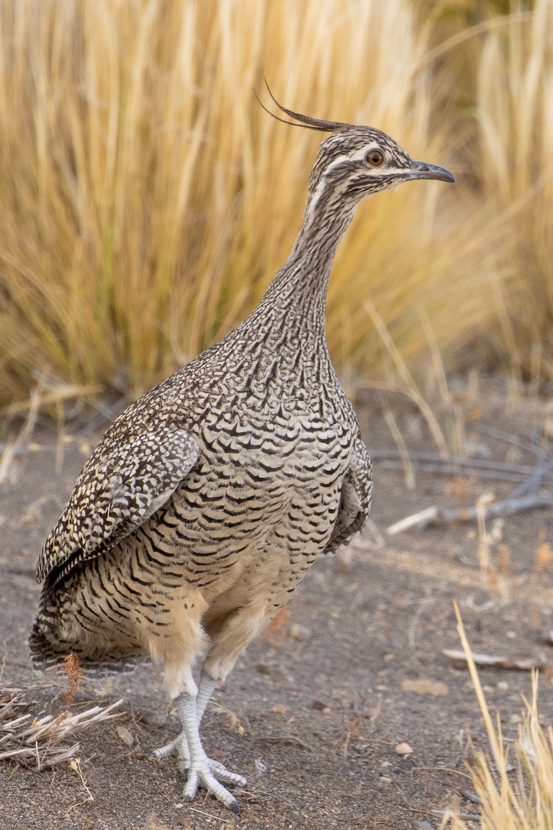 Elegant Crested-Tinamou - Pablo Andrés Cáceres Contreras