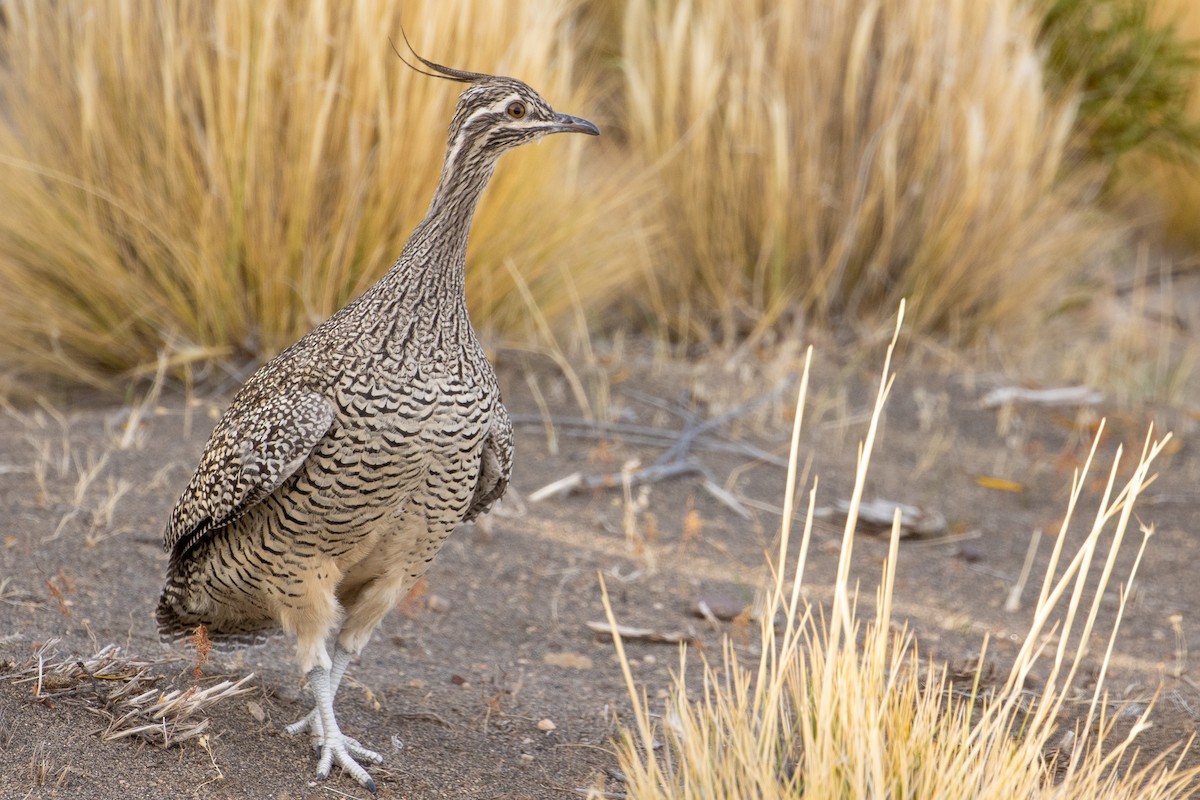 Elegant Crested-Tinamou - ML618554641