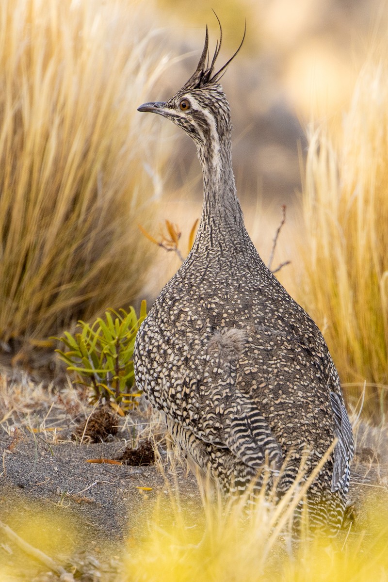 Elegant Crested-Tinamou - ML618554645