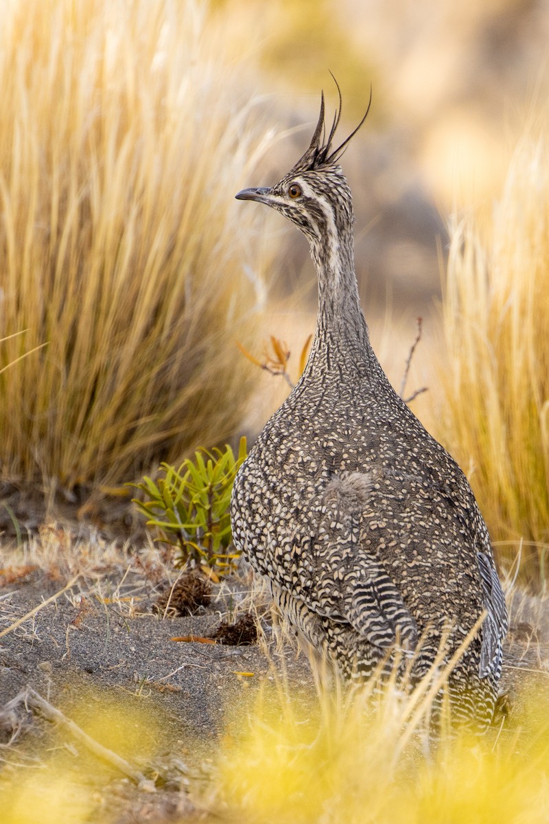 Elegant Crested-Tinamou - ML618554646