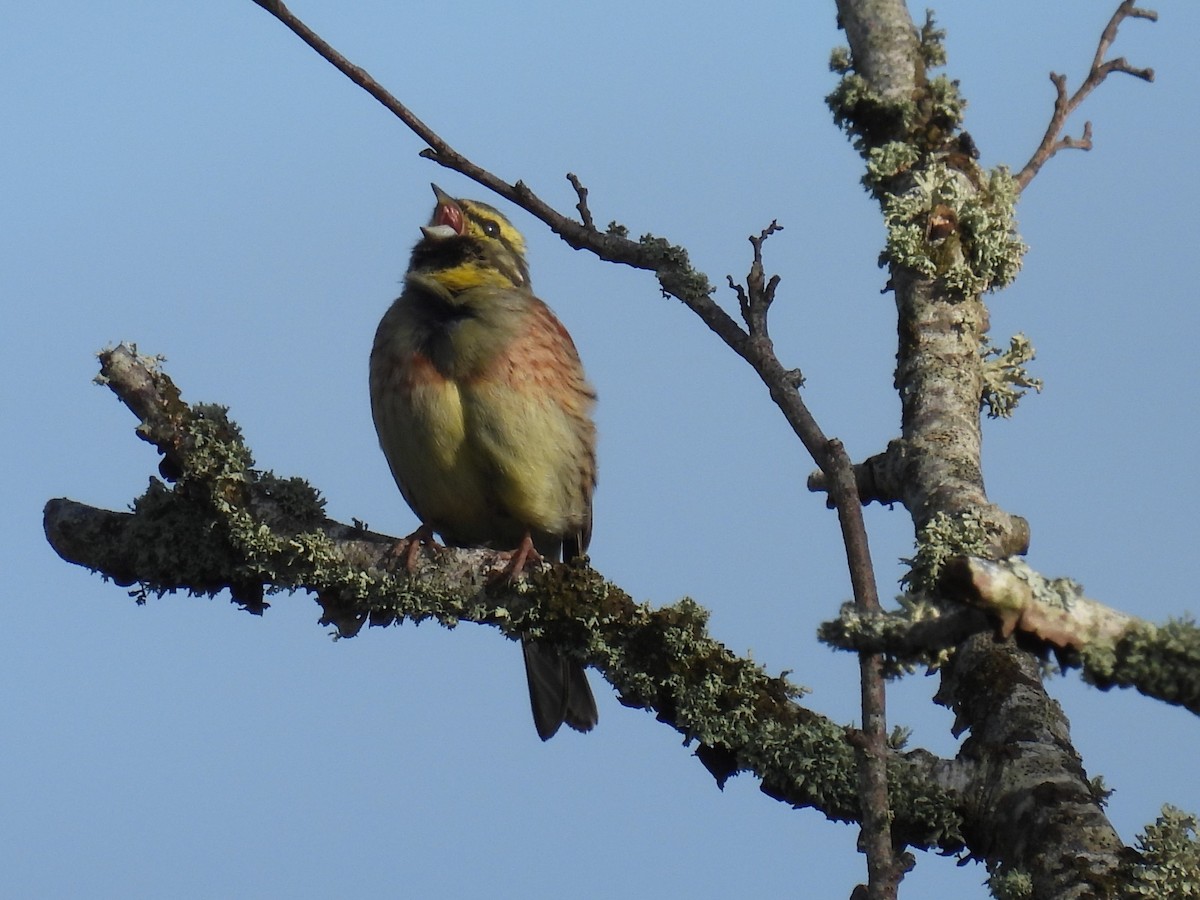 Cirl Bunting - Simon Bradfield