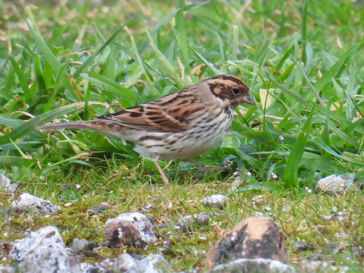 Little Bunting - ML618554659